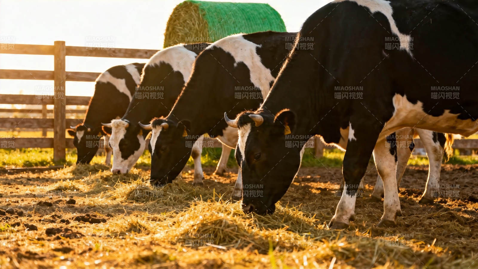 奶牛吃草 夕阳暖照图片
