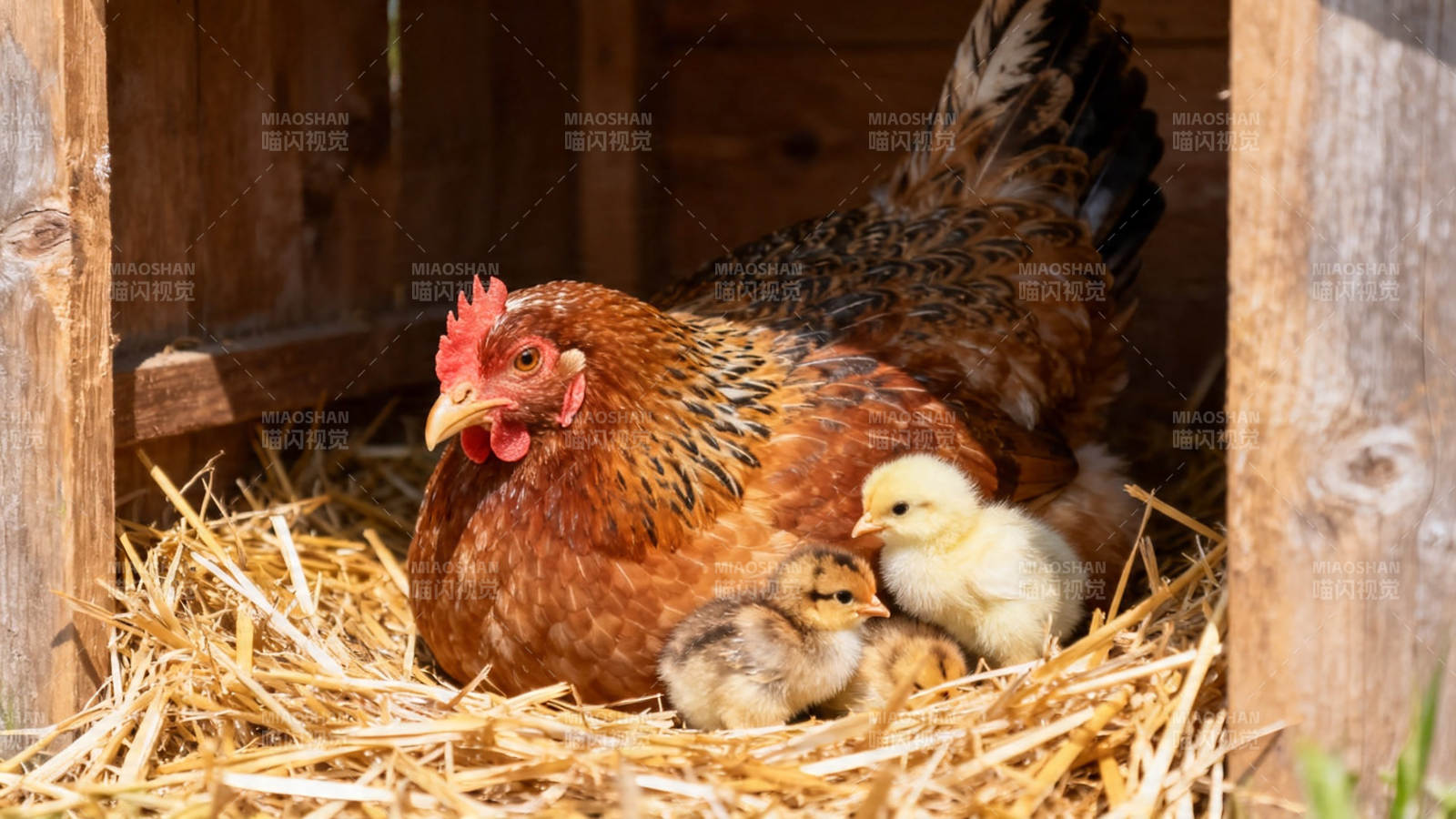 母鸡护雏 温馨巢中景图片