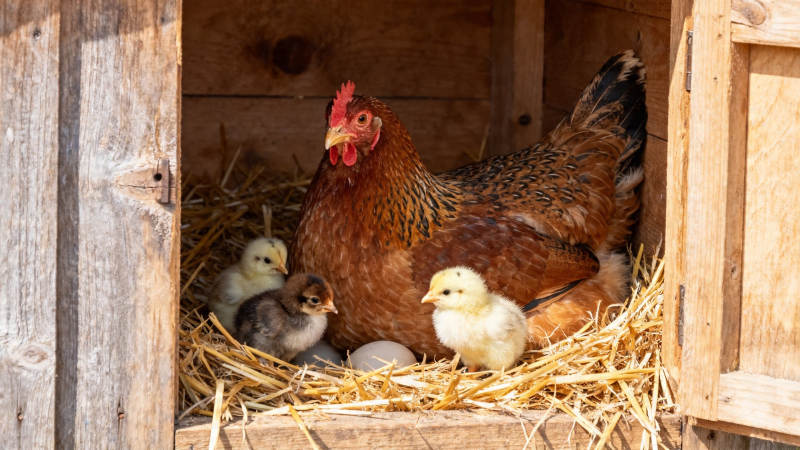 母鸡带雏鸡窝中育幼图片