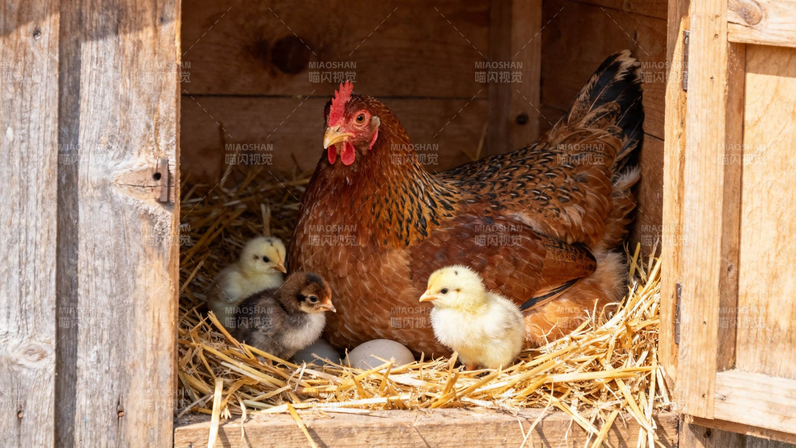 母鸡带雏鸡窝中育幼图片