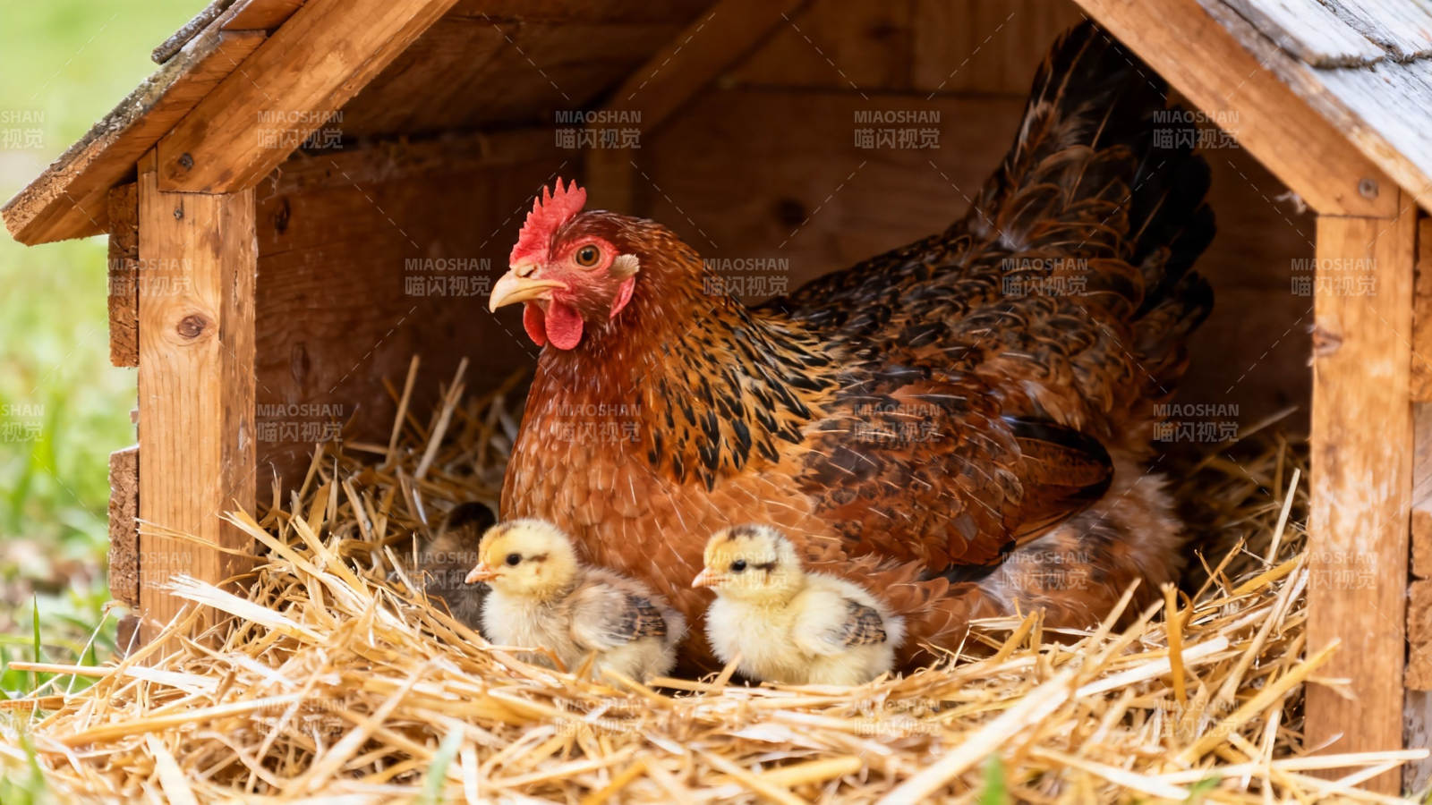 母鸡护雏 温馨巢中景图片