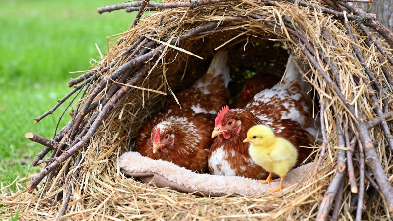 鸡窝里的温馨一家图片