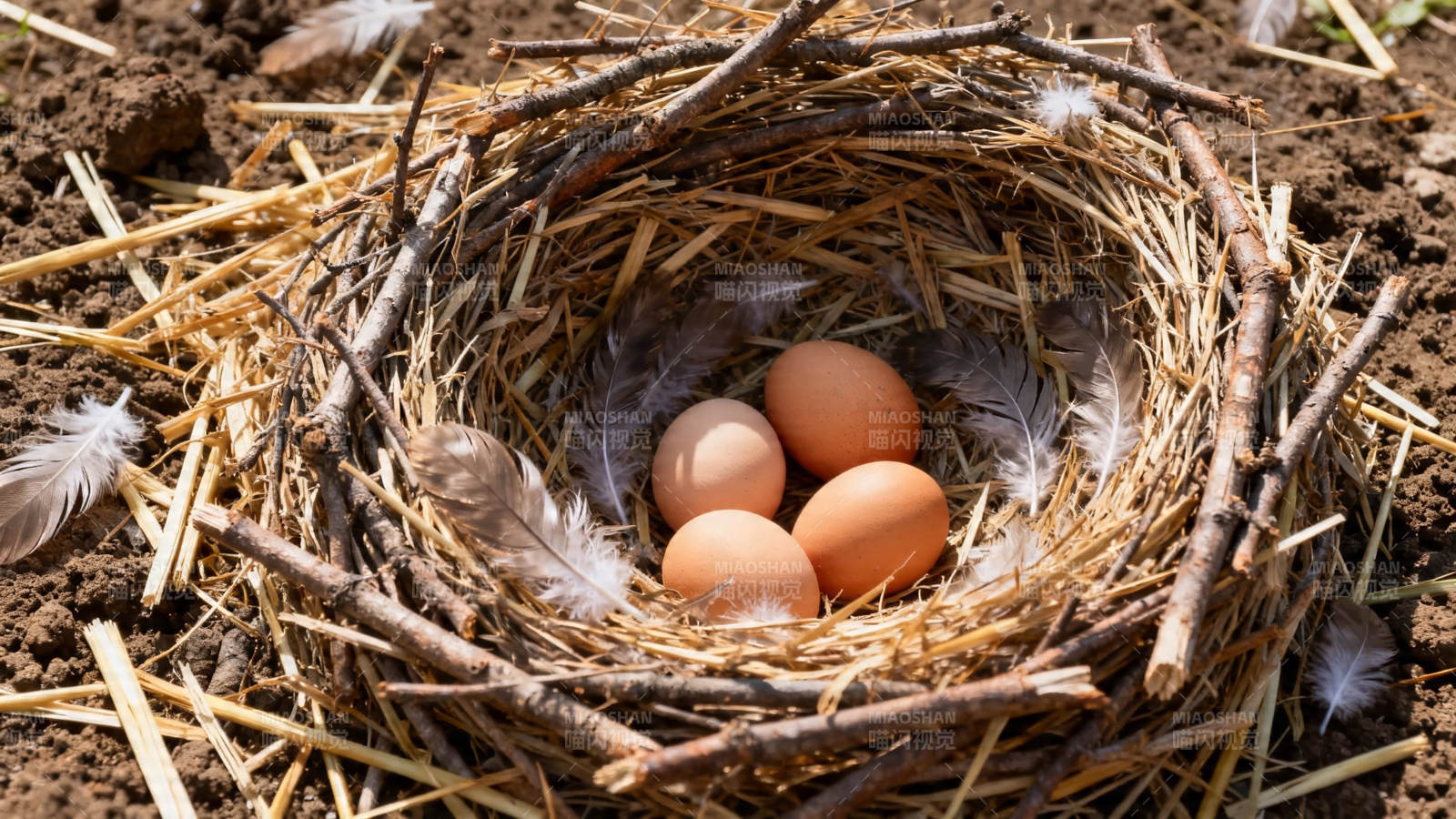 鸟巢藏四蛋 静待新生灵图片