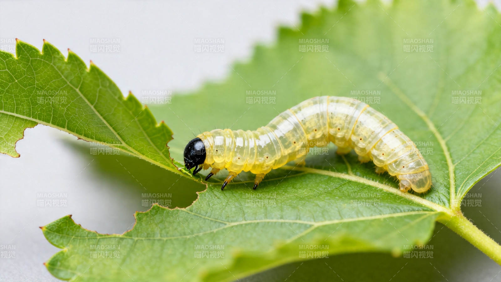 蚕宝宝啃桑叶图片
