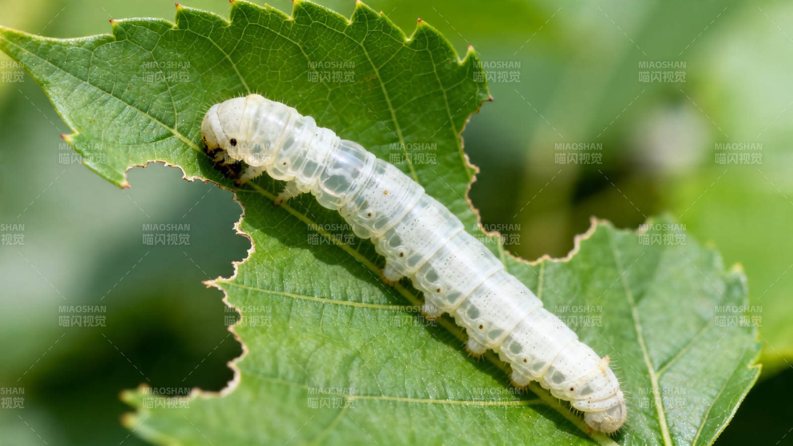 蚕宝宝啃桑叶图片