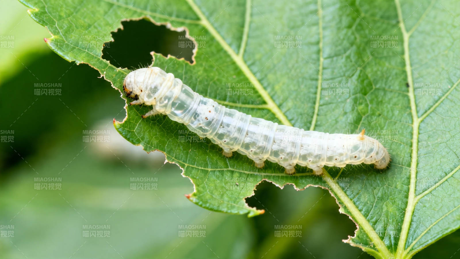 蚕宝宝啃食桑叶图片
