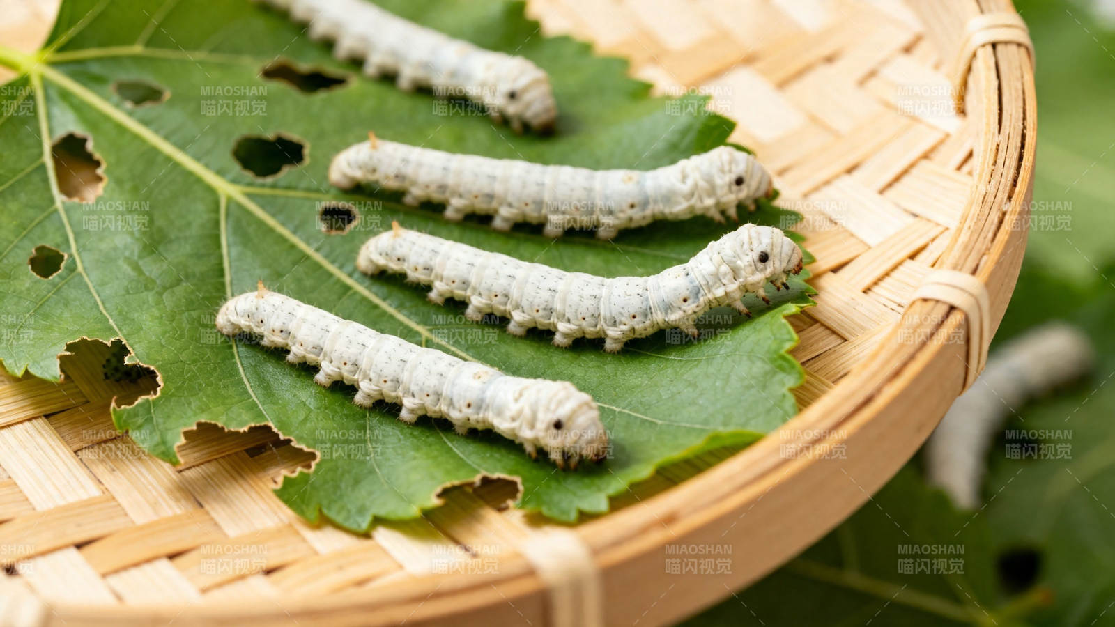 蚕宝宝吃桑叶图片