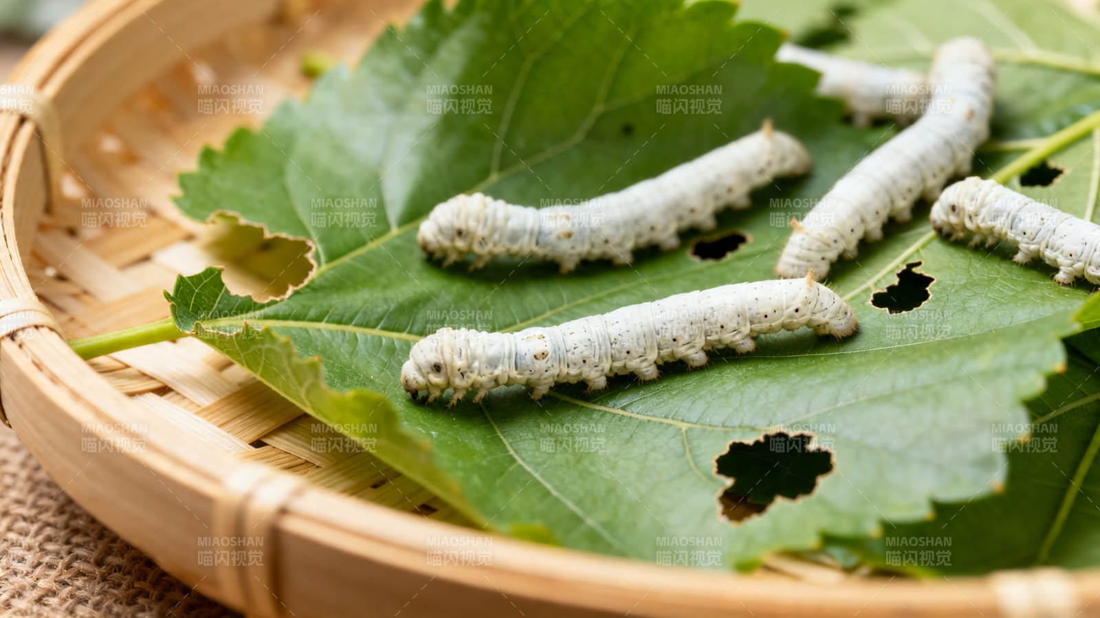 桑叶上的蚕宝宝图片