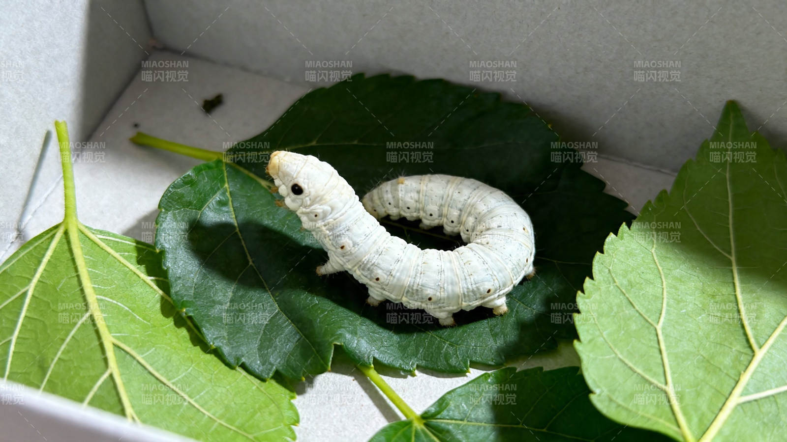 蚕宝宝吃桑叶图片