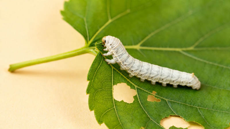 蚕宝宝吃桑叶图片