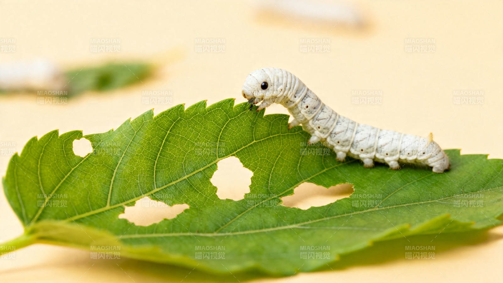蚕宝宝啃桑叶图片