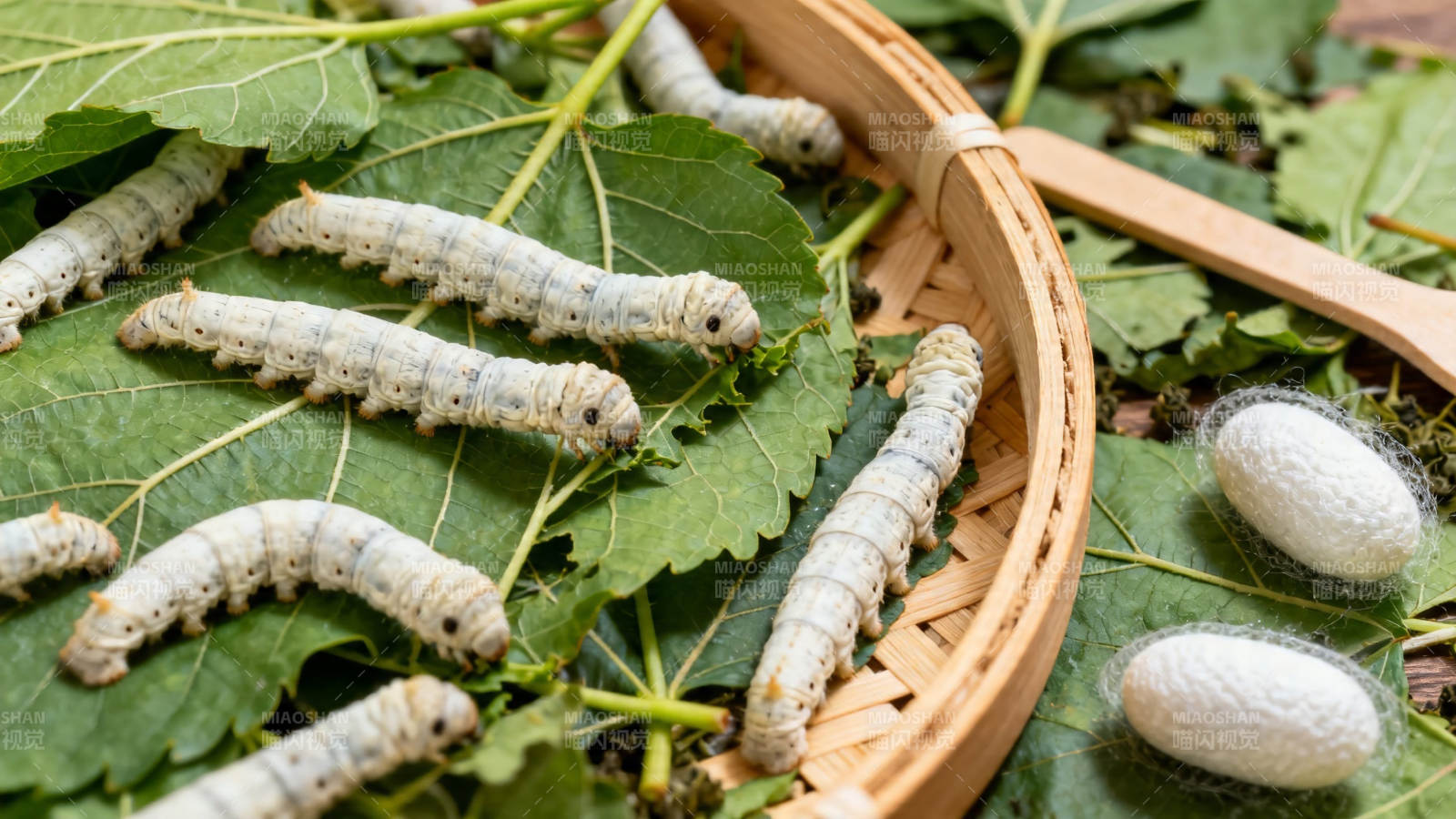 蚕宝宝吃桑叶吐丝结茧图片
