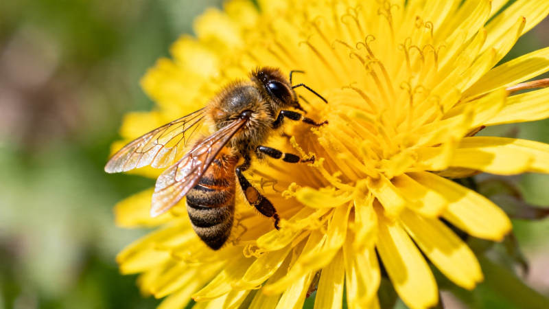 蜜蜂采蜜于黄花之上图片