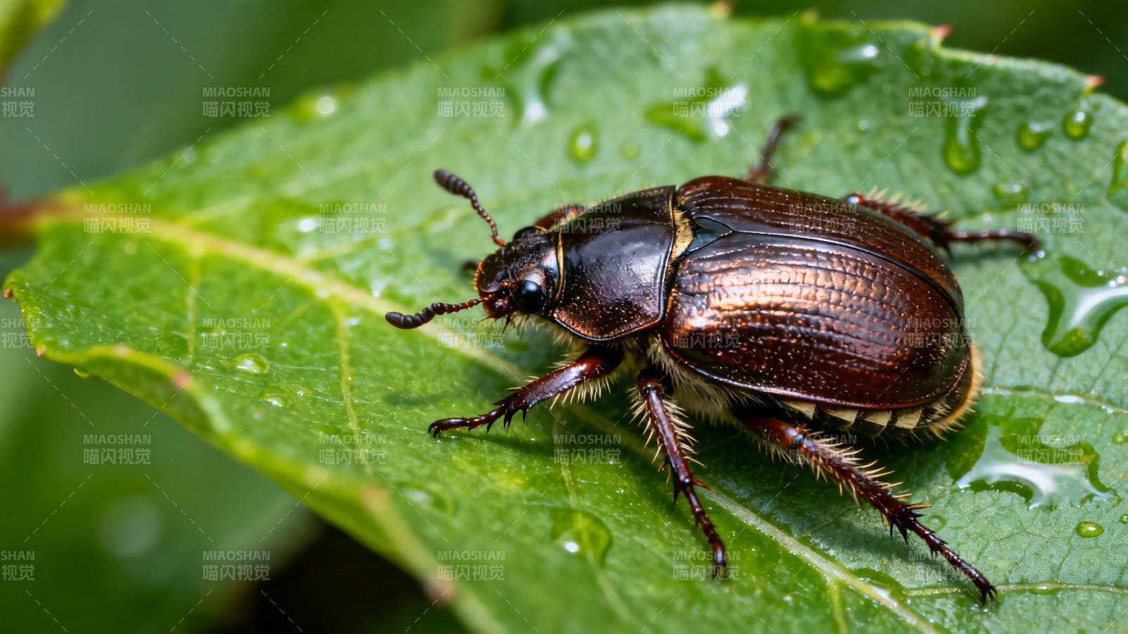 叶上甲虫 水珠晶莹图片