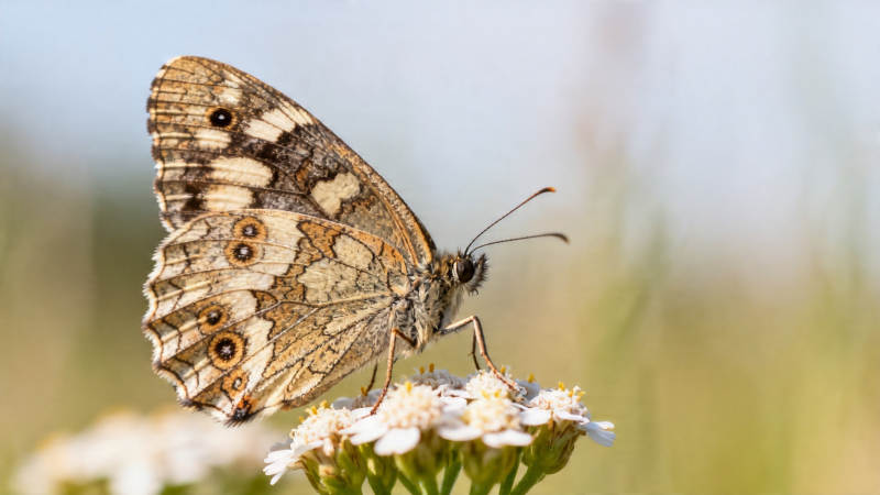 蝶栖花上 静享春光图片