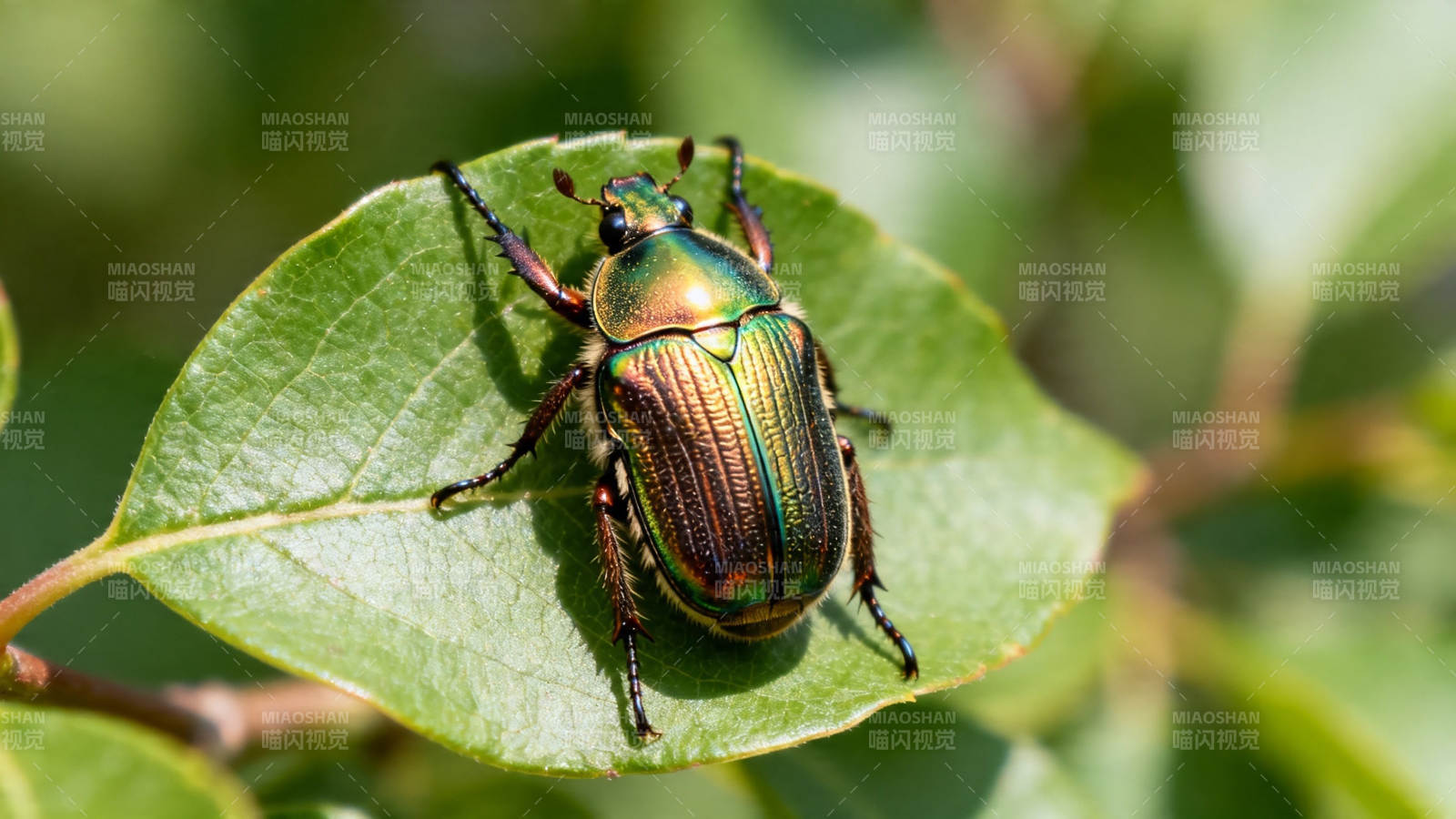 绿叶上的彩虹甲虫图片