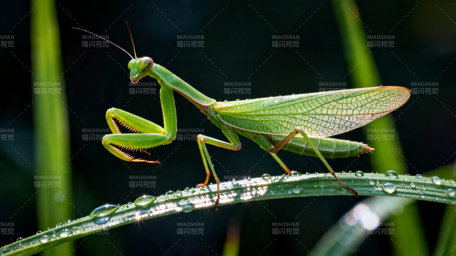 绿螳螂栖叶 晨露晶莹图片
