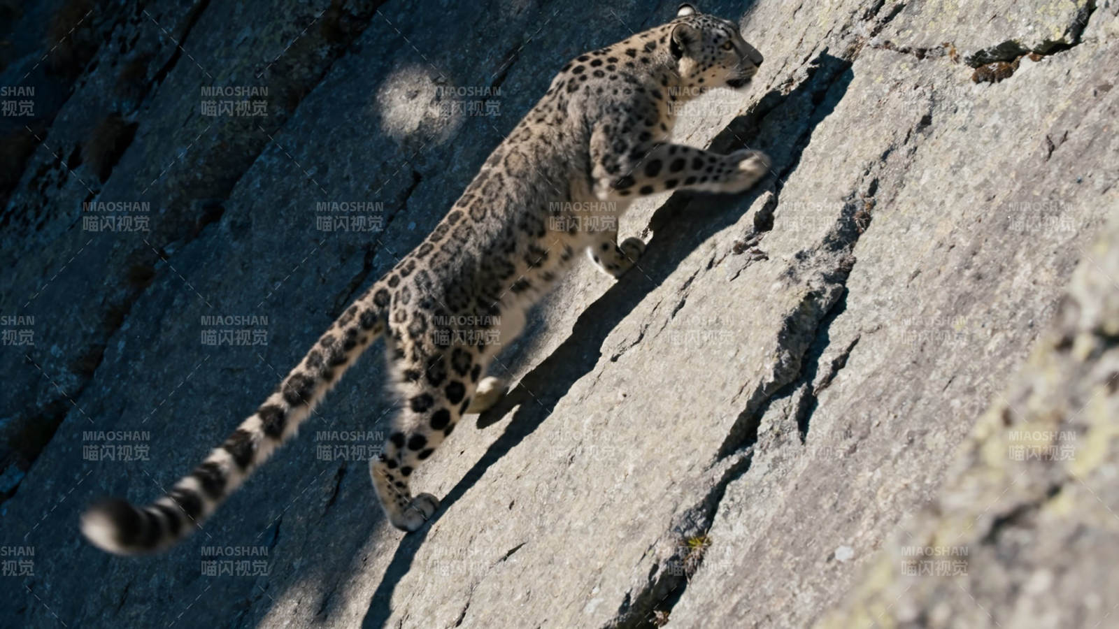 雪豹攀岩 矫健如风图片