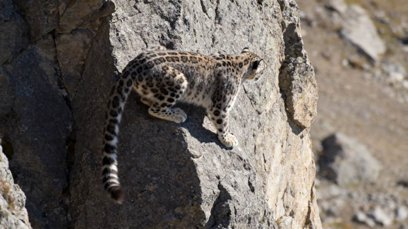 雪豹攀岩 矫健如风图片