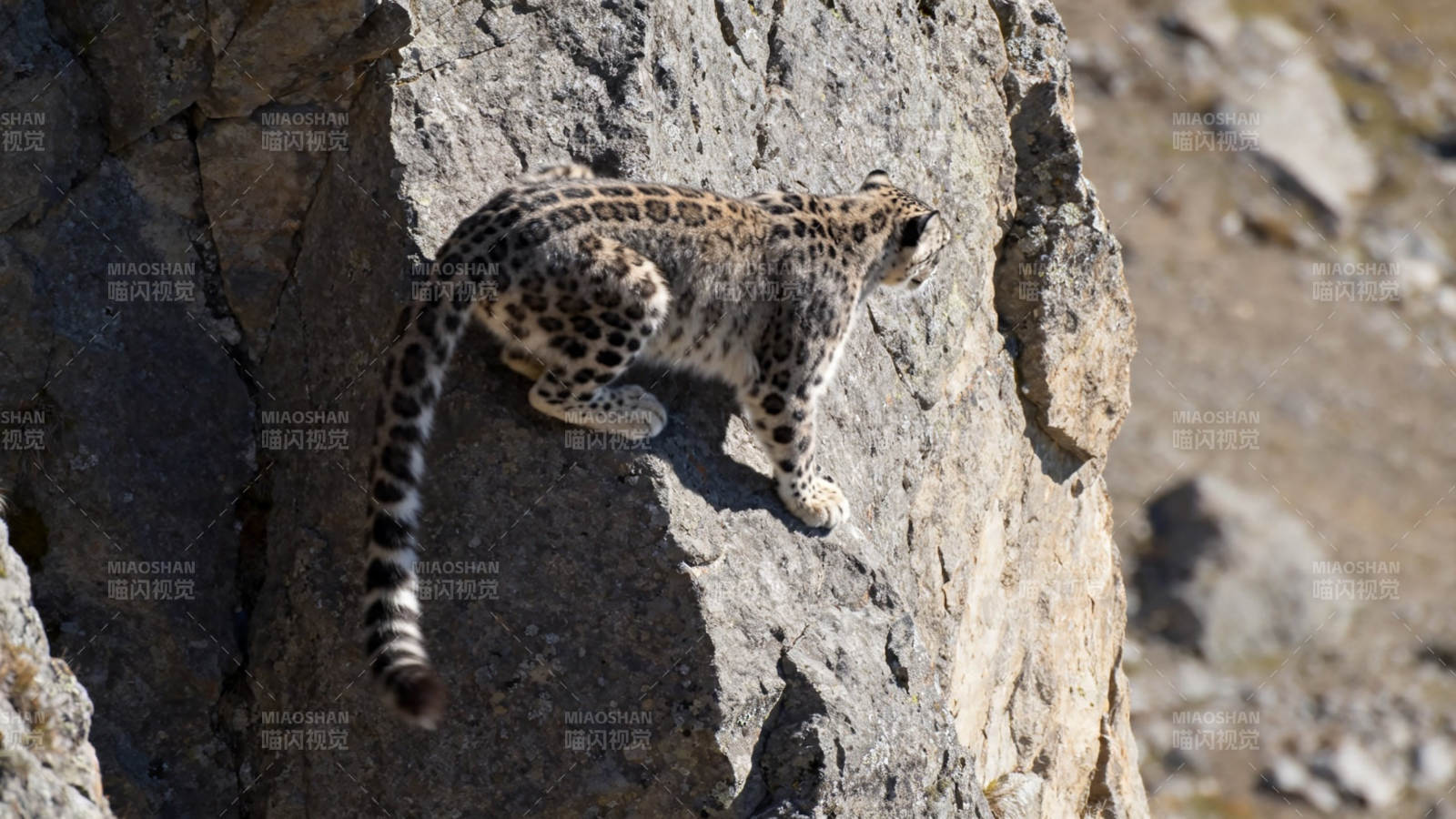 雪豹攀岩 矫健如风图片
