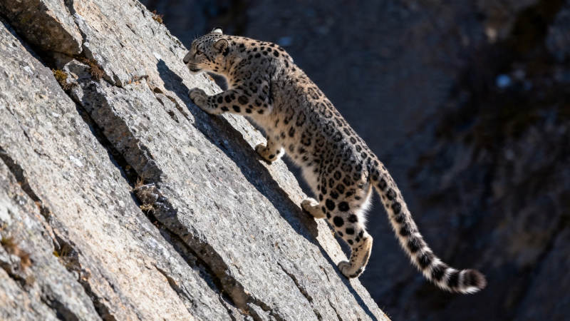 雪豹攀岩 矫健如风图片