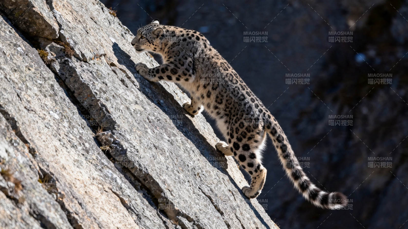 雪豹攀岩 矫健如风图片