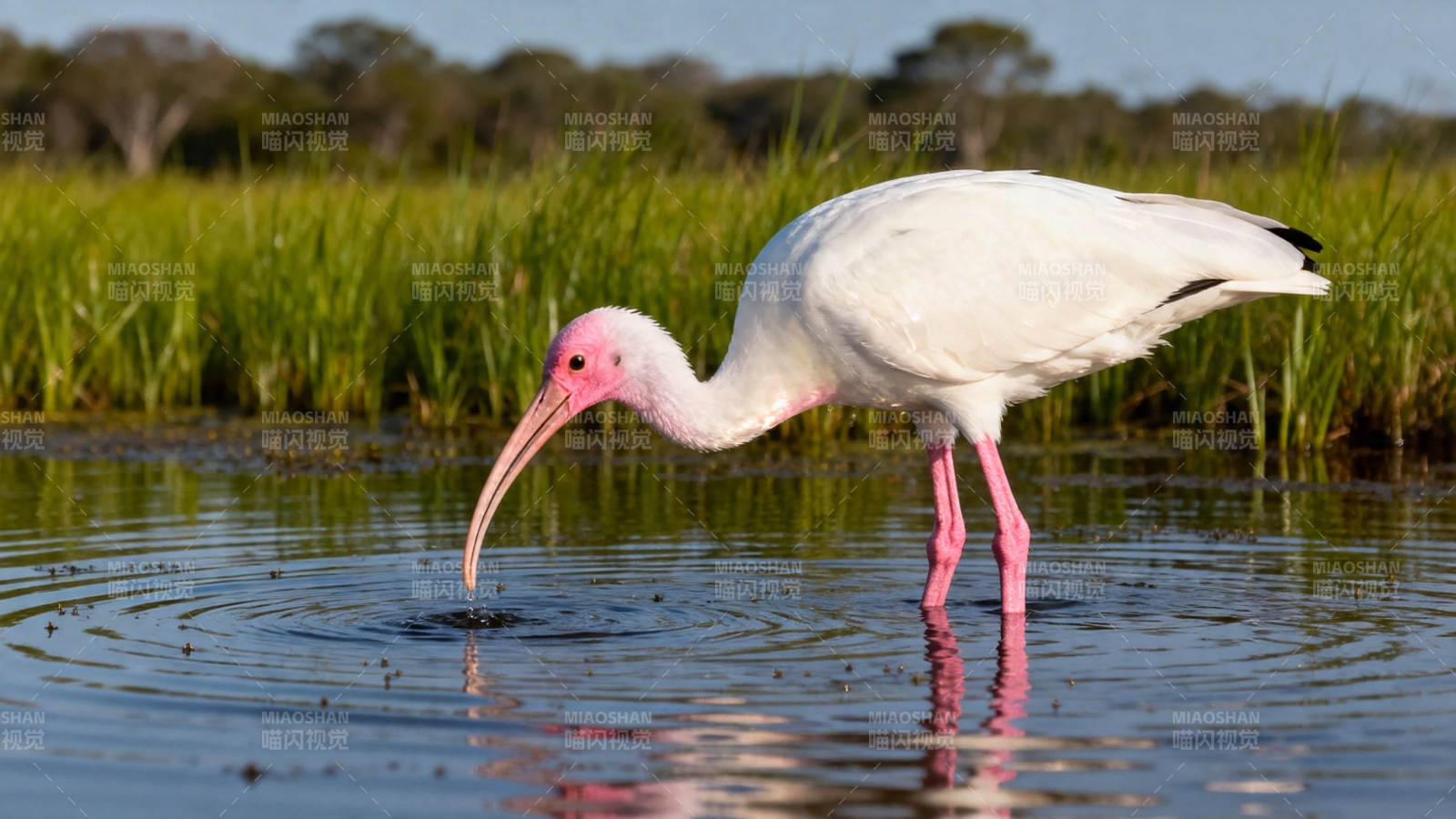 粉嘴白鹮浅水觅食图片