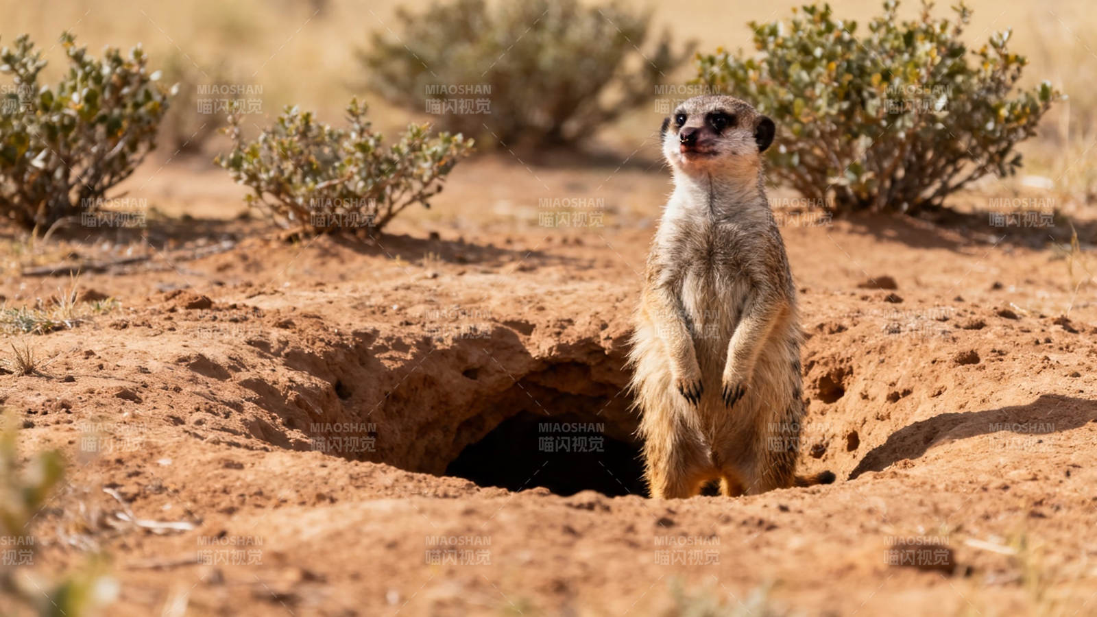 狐獴守洞 警觉望天图片
