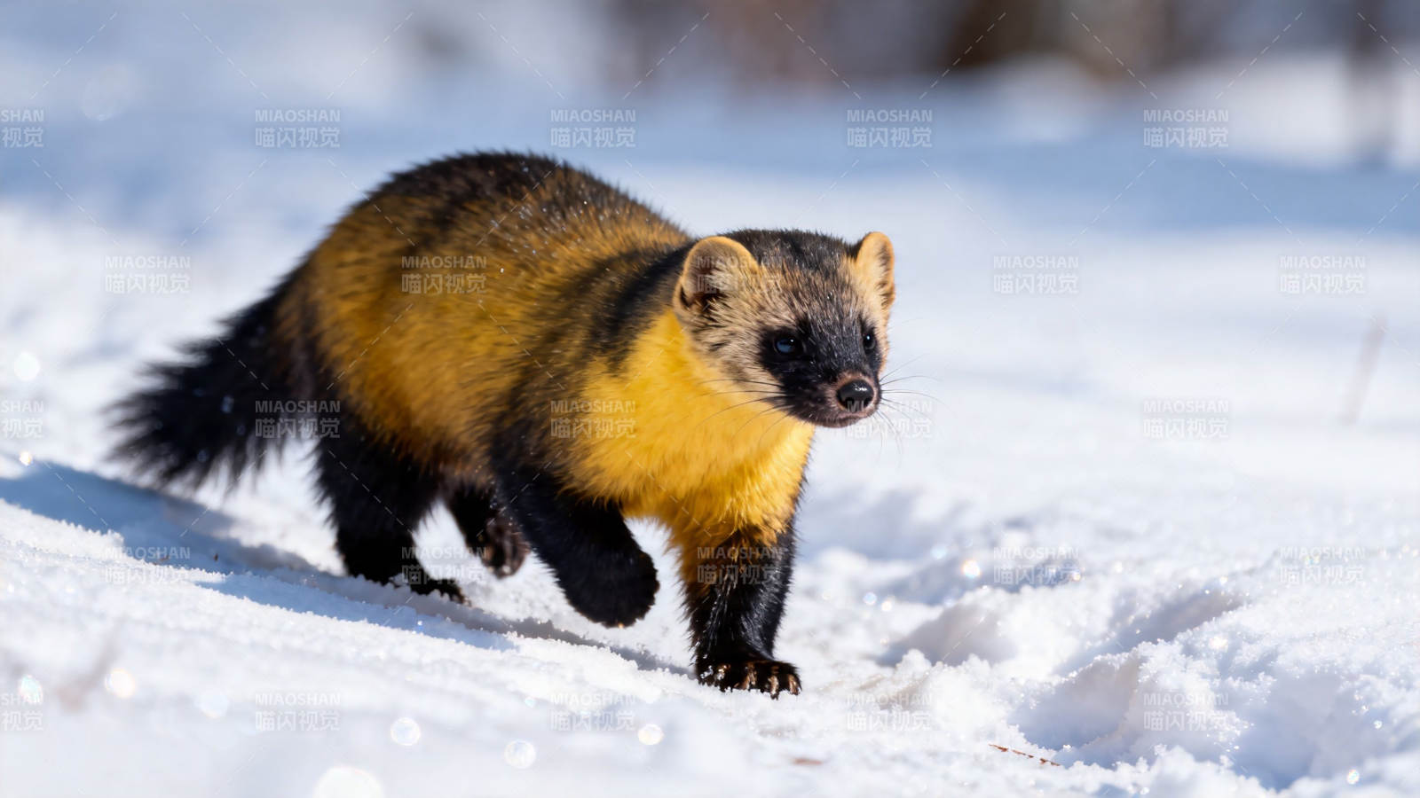 雪地黄喉貂疾行图片