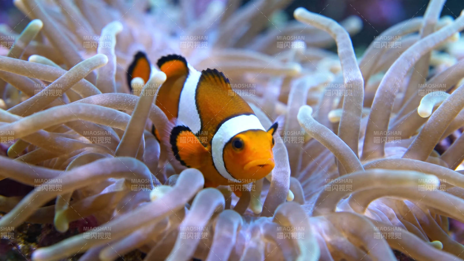 小丑鱼藏身海葵中图片