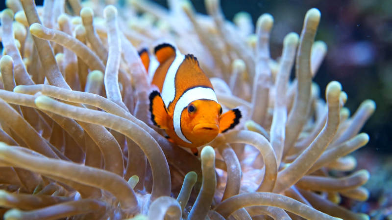 小丑鱼藏身海葵中图片