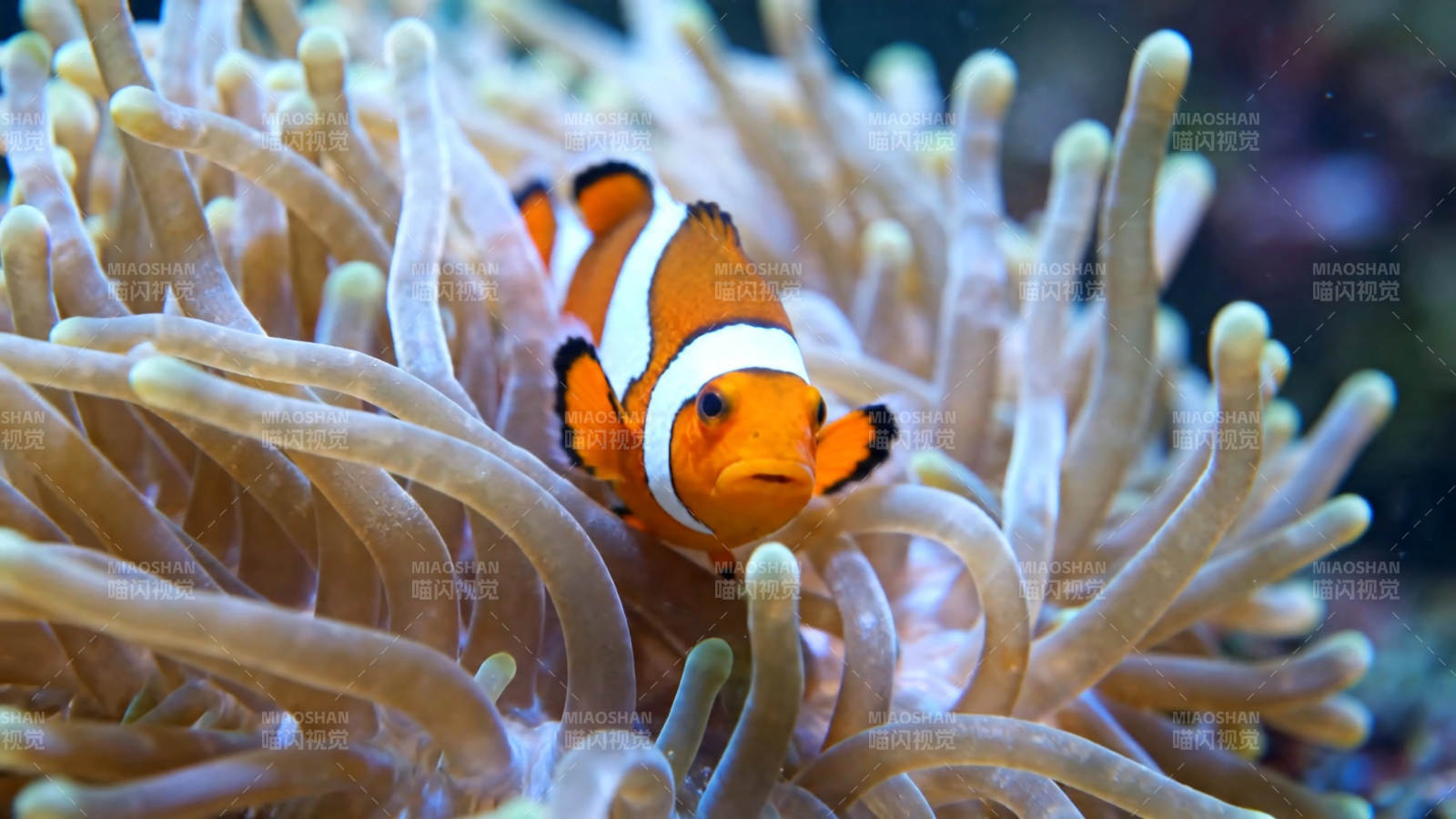 小丑鱼藏身海葵中图片