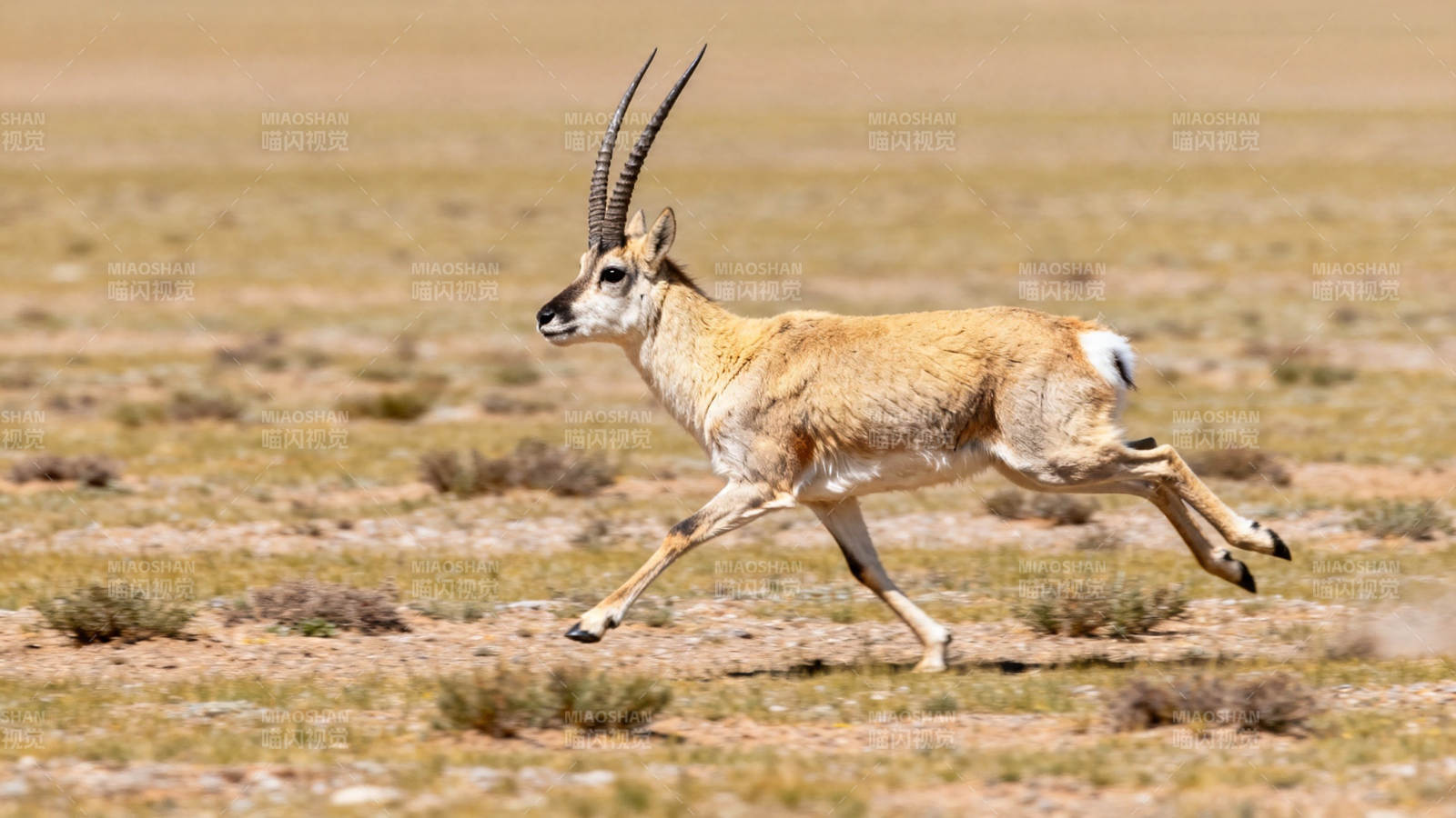 藏羚羊草原疾驰图片