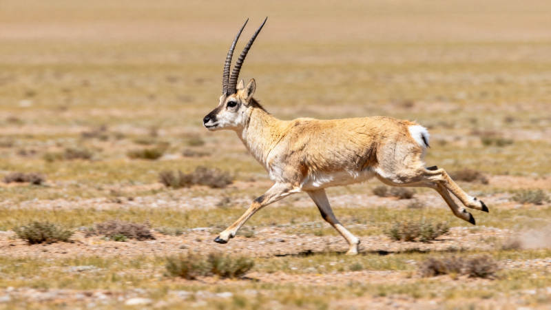 藏羚羊草原疾驰图片