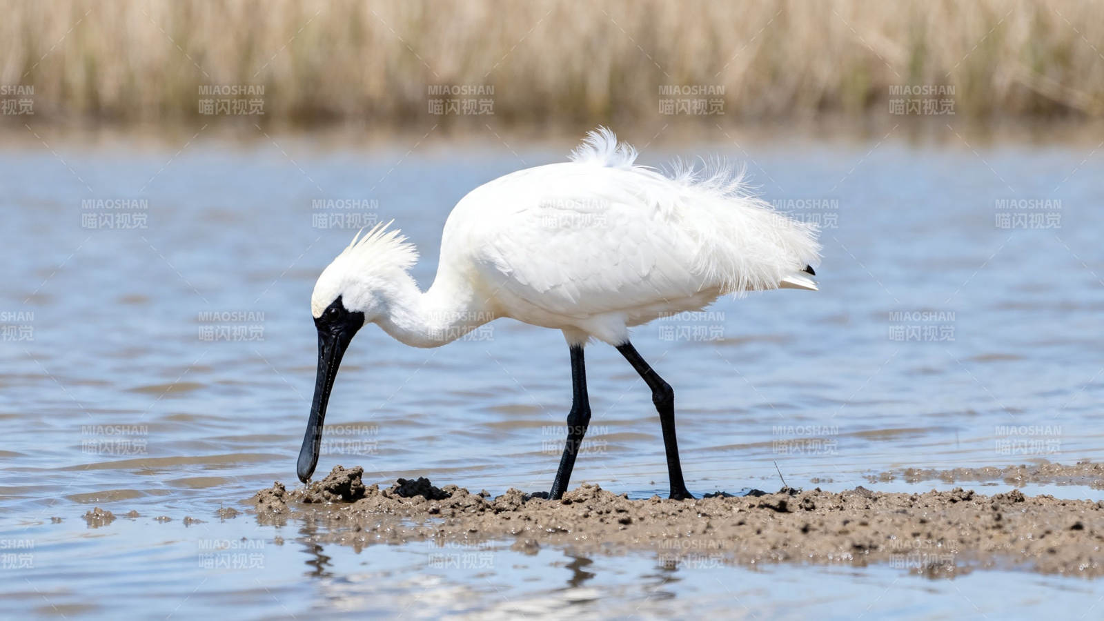 白鹭浅水觅食中图片