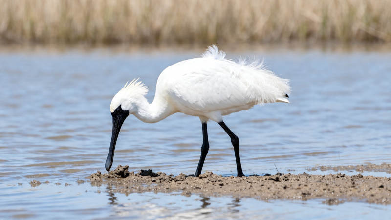 白鹭浅水觅食中图片