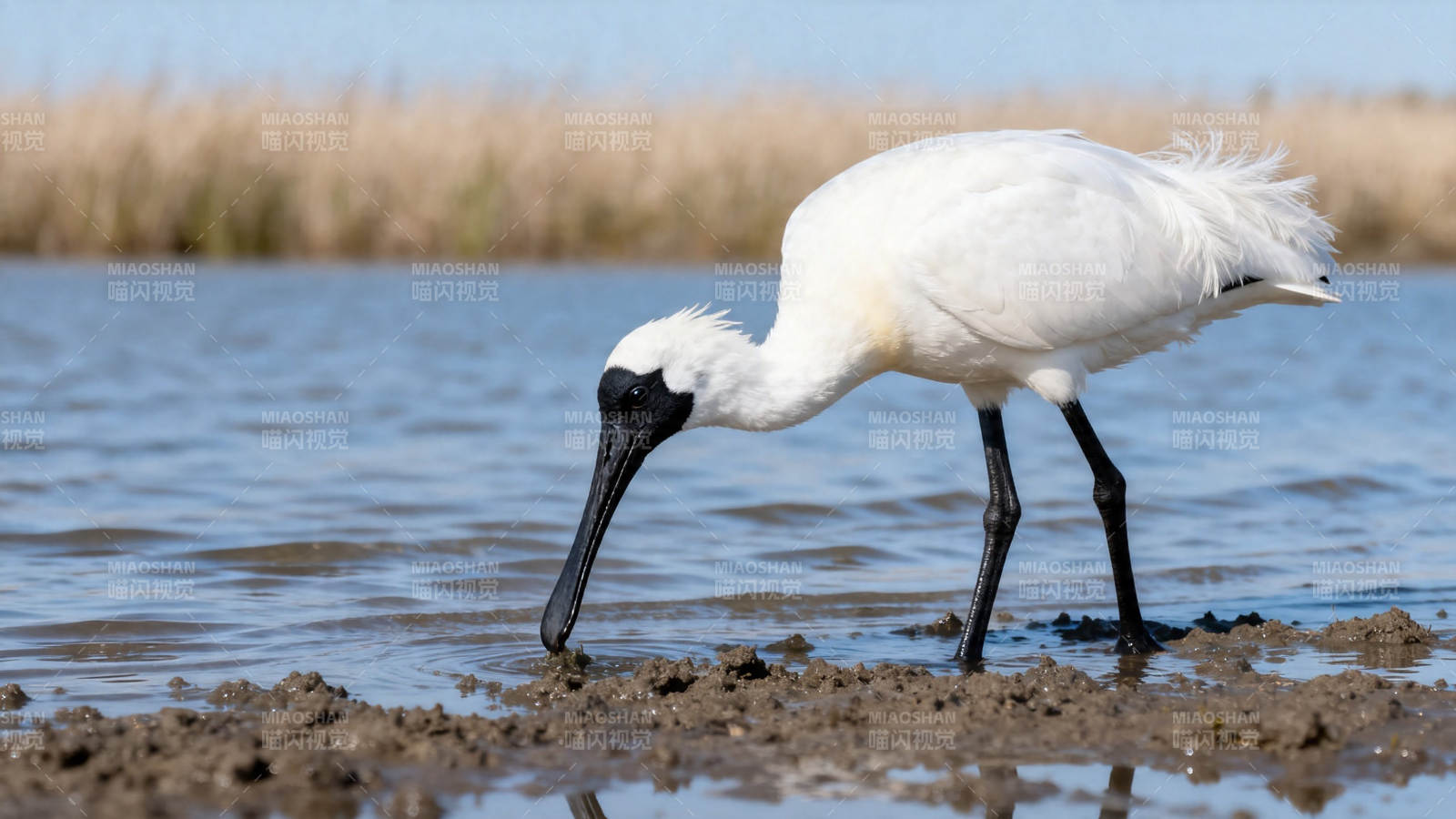 白琵鹭浅水觅食图片