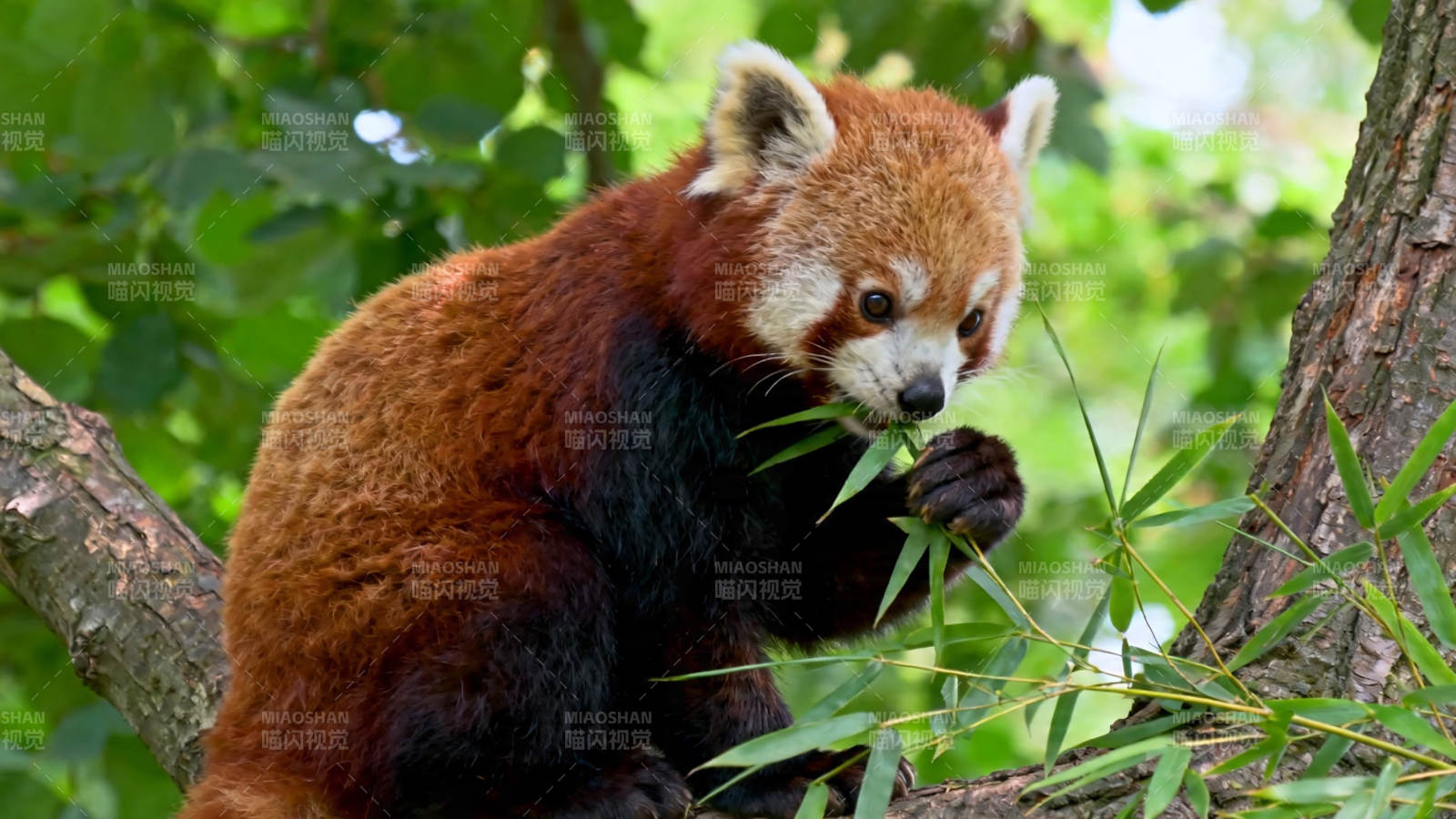 小熊猫树上啃竹叶图片
