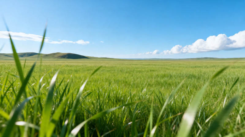 绿野蓝天 草浪无垠图片