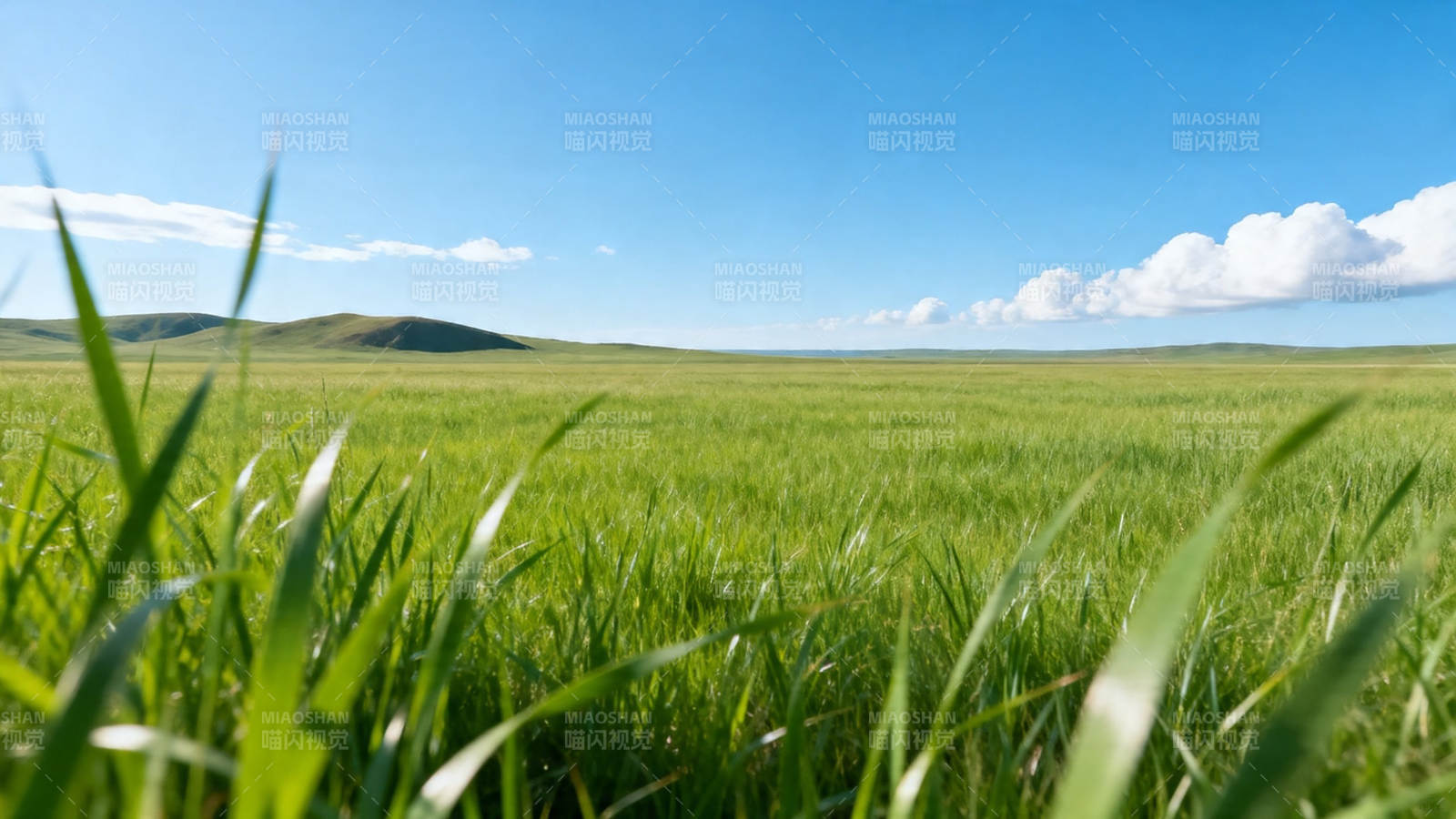 绿野蓝天 草浪无垠图片