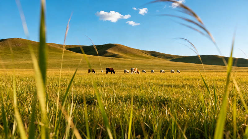 草原牧歌 牛羊悠然吃草图片