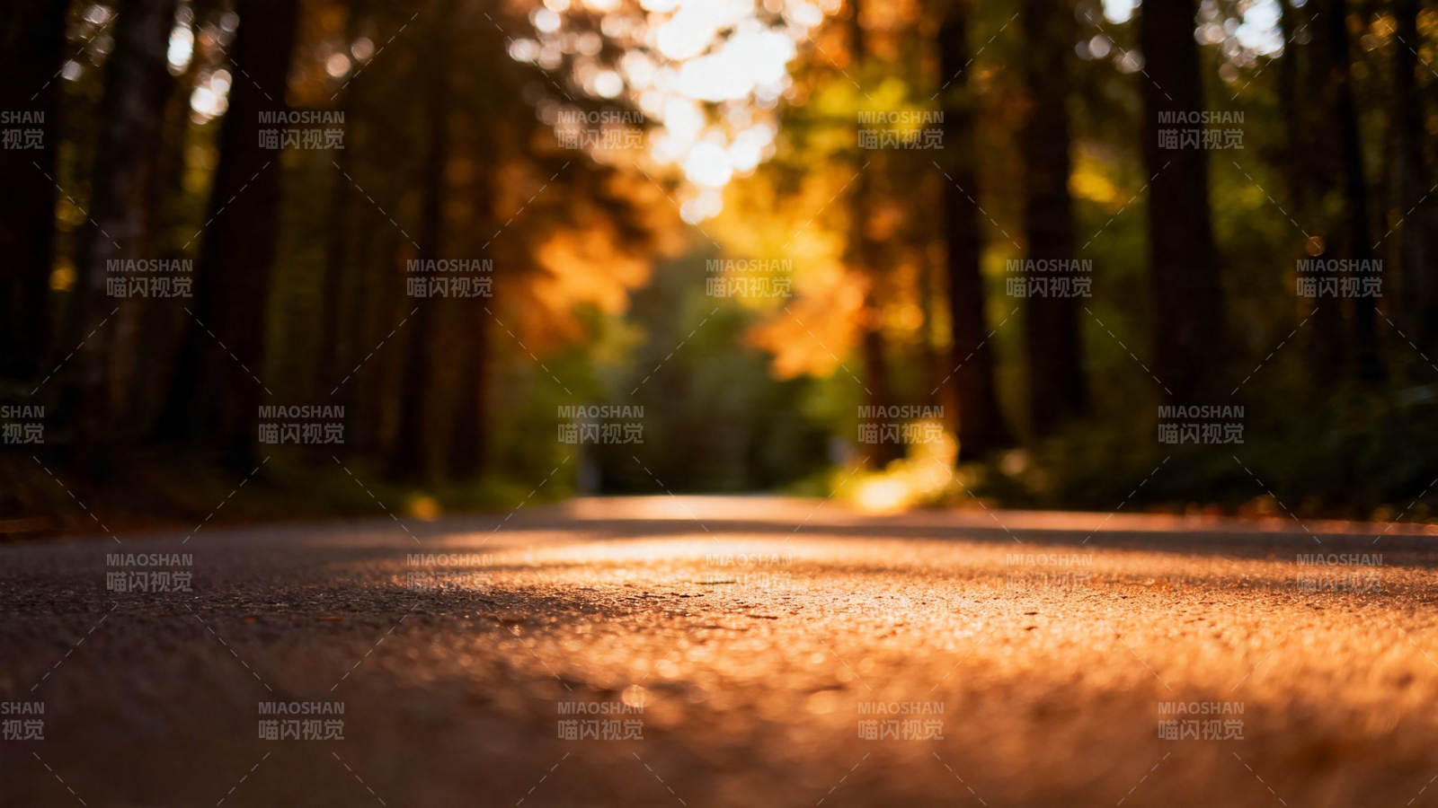 林间小径 秋阳洒金辉图片