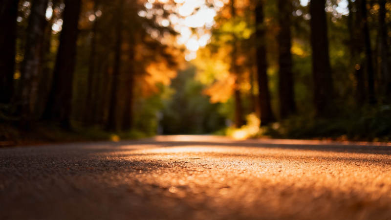 林间小径 秋阳洒金辉图片