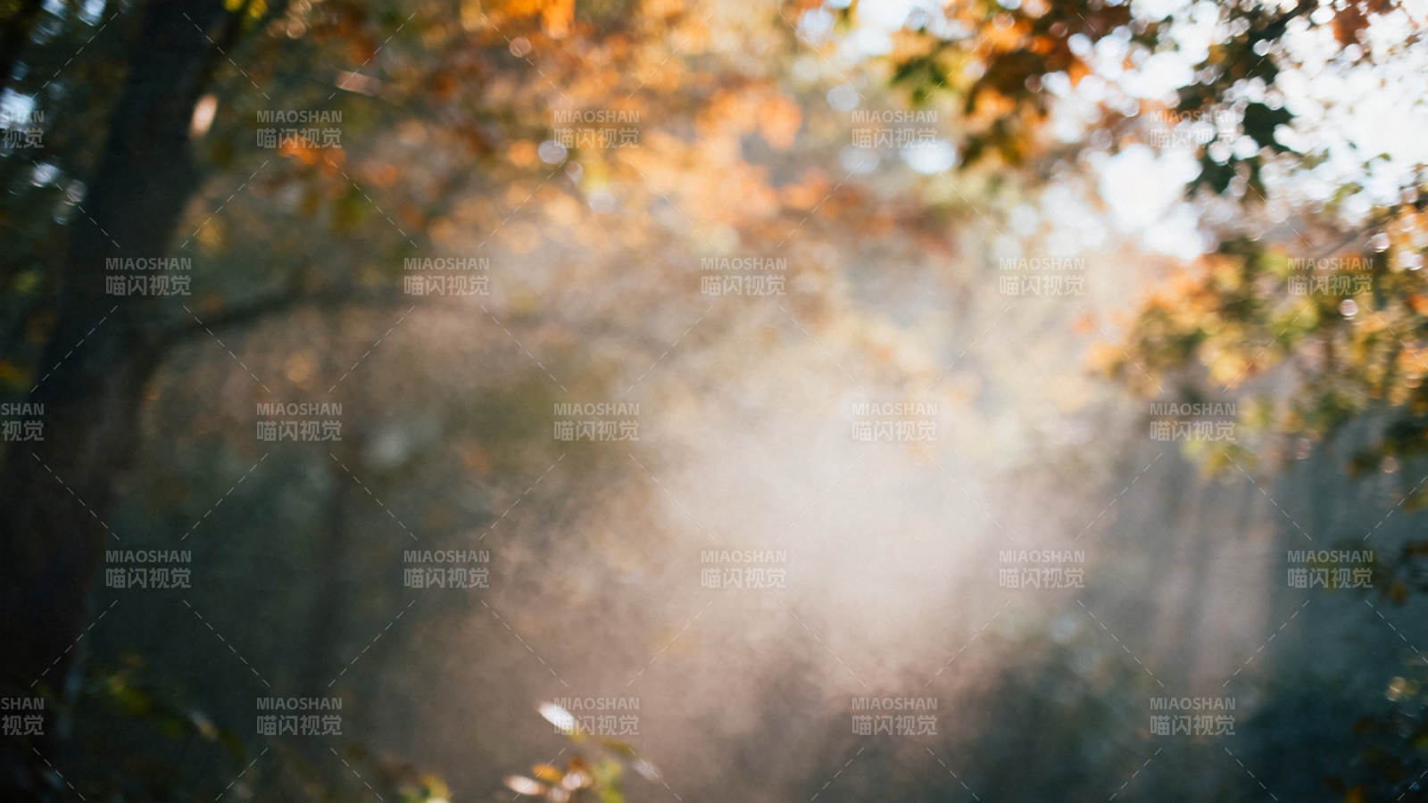 秋日林间雾光朦胧美图片