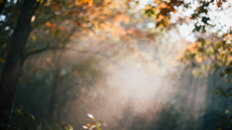 秋日林间雾光朦胧美图片
