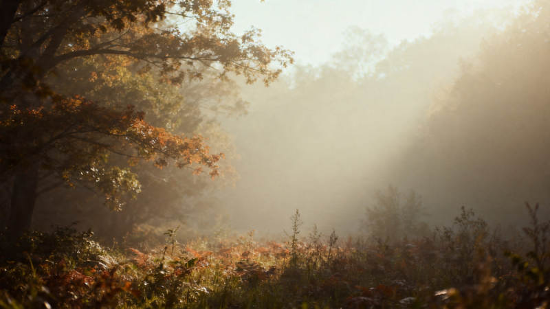 晨雾秋林 光影如梦图片