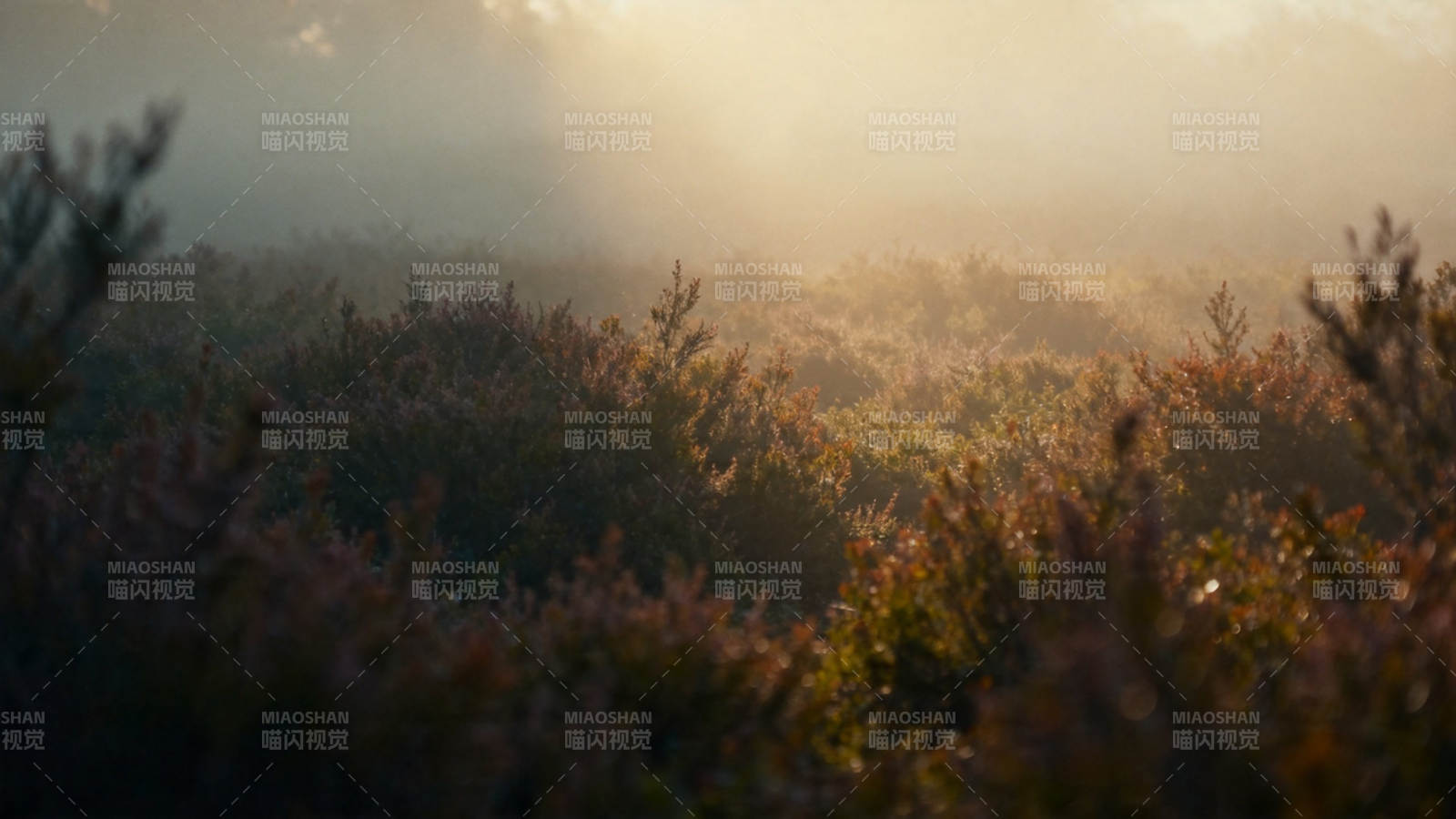 晨雾染金 灌木朦胧如画图片