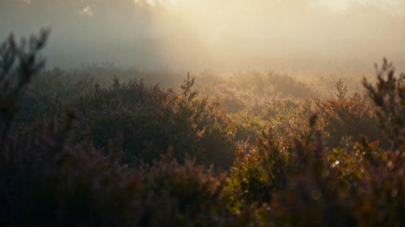 晨雾染金 灌木朦胧如画图片