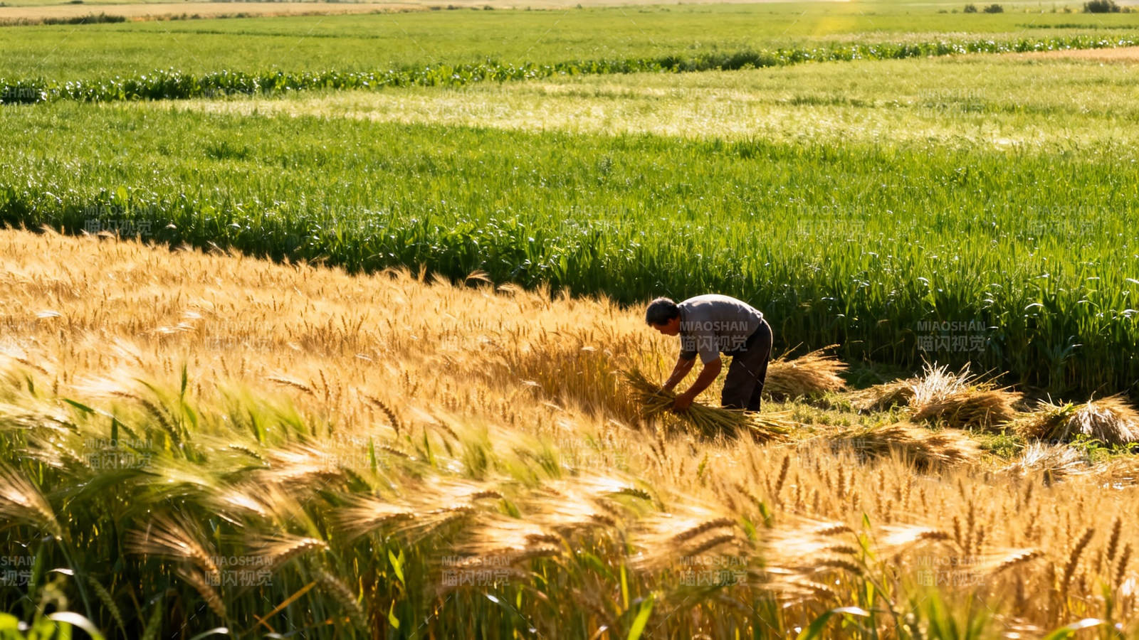 麦田里弯腰收割的农人图片