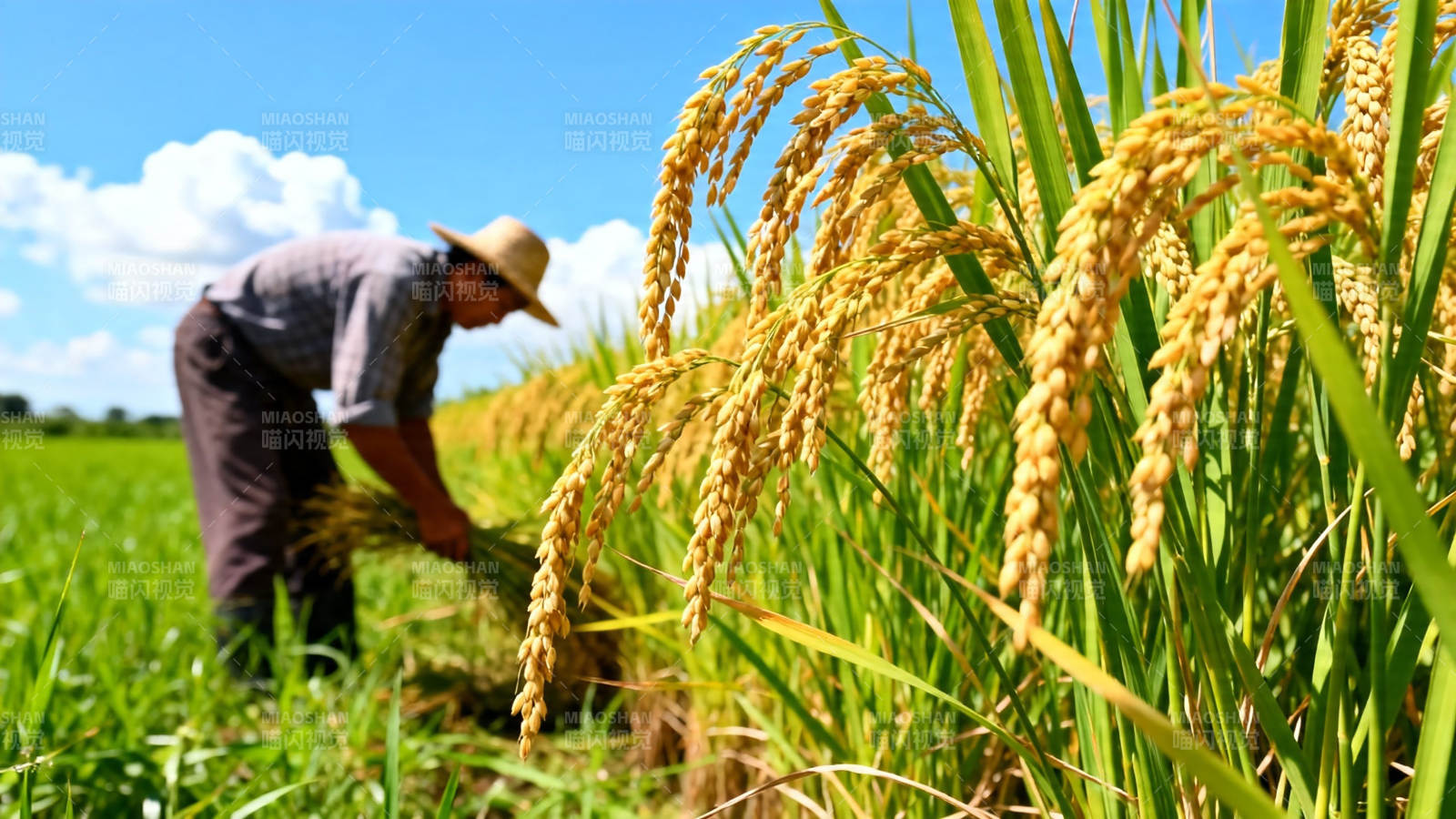 农夫收割金黄稻穗图片